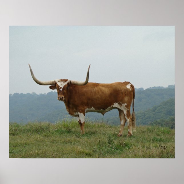 Longhorn Steer in the Ozarks- choose size & canvas Poster (Front)