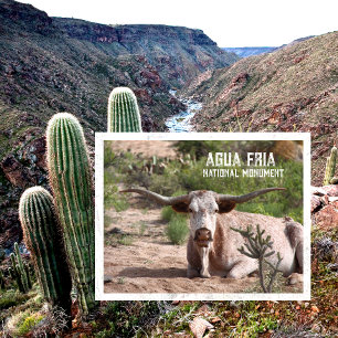 Longhorn Steer Resting Agua Fria National Monument Postcard