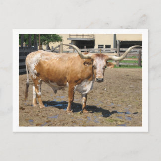 Longhorns are Friends, Not Food (colour) Postcard