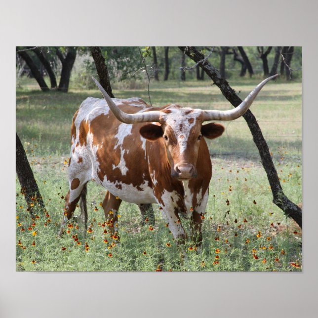 Longhorns Poster (Front)