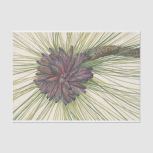 Longleaf Pine by Mary Vaux Walcott Tissue Paper