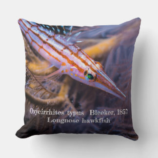 Longnose hawkfish cushion