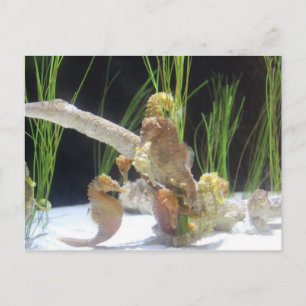 Longsnout Seahorse # 1 Postcard