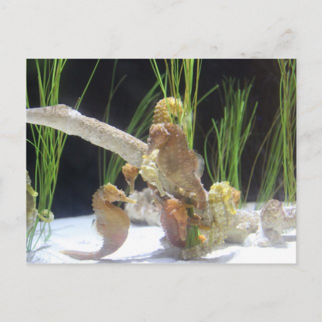 Longsnout Seahorse # 1 Postcard (Front)