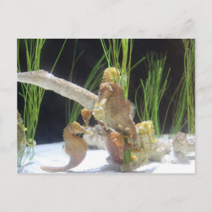 Longsnout Seahorse # 3 Postcard