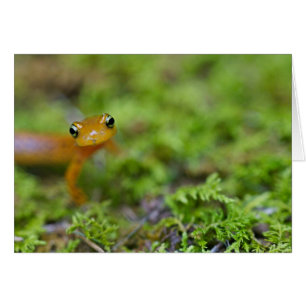 Longtail salamander face