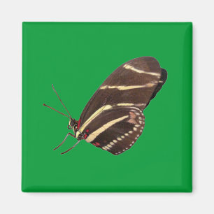 Longwing Zebra Butterfly Magnet