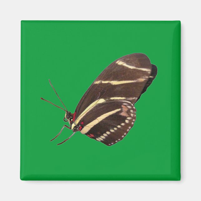 Longwing Zebra Butterfly Magnet (Front)
