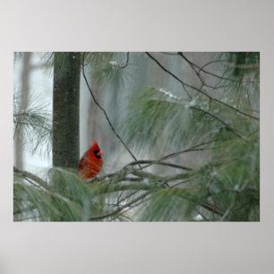 Lonley Cardinal Poster