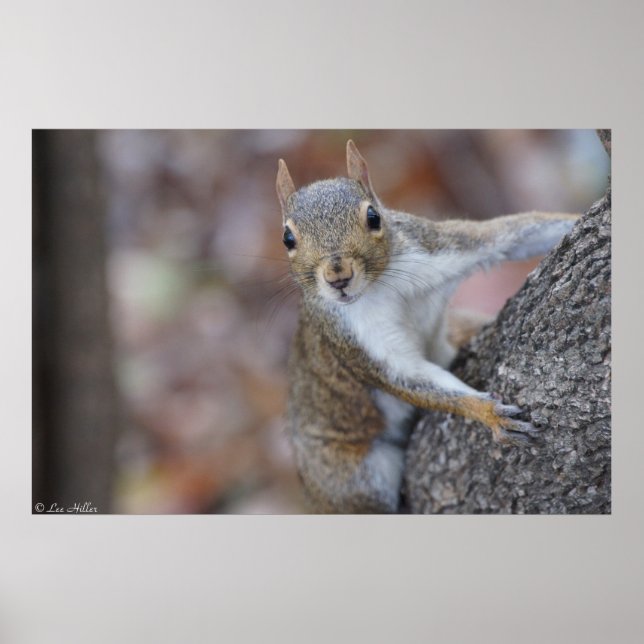"Look at Me" Juvenile Squirrel Print Poster (Front)