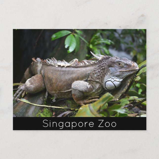 Look at Me Lizard Singapore Zoo Holiday Postcard (Front)