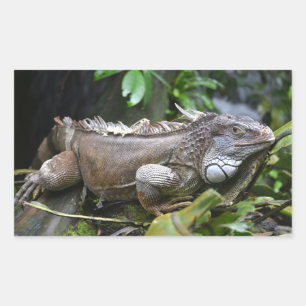 Look at Me Lizard Singapore Zoo Rectangular Sticker