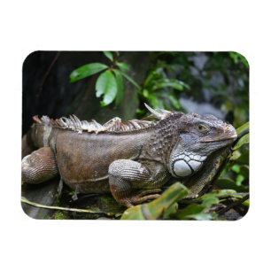 Look at Me Lizzard Singapore Zoo Magnet