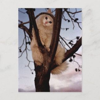 Look At me! Postcard