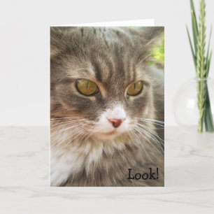 Look! Birthday Card with Cat