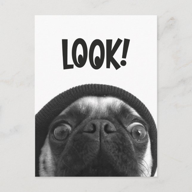 LOOK it's Lola the Pug Postcard (Front)