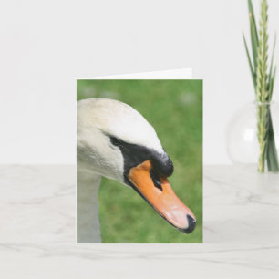 Look Of Kings Swan Nature Photography  Note Card