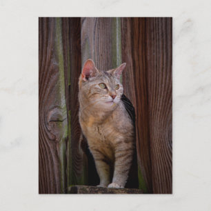 look out cat postcard
