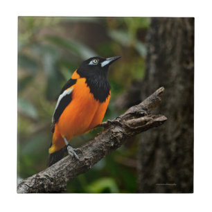 Look to the Sky Ceramic Tile