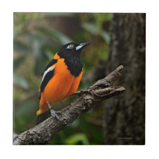 Look to the Sky Ceramic Tile