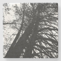 Look up in the trees