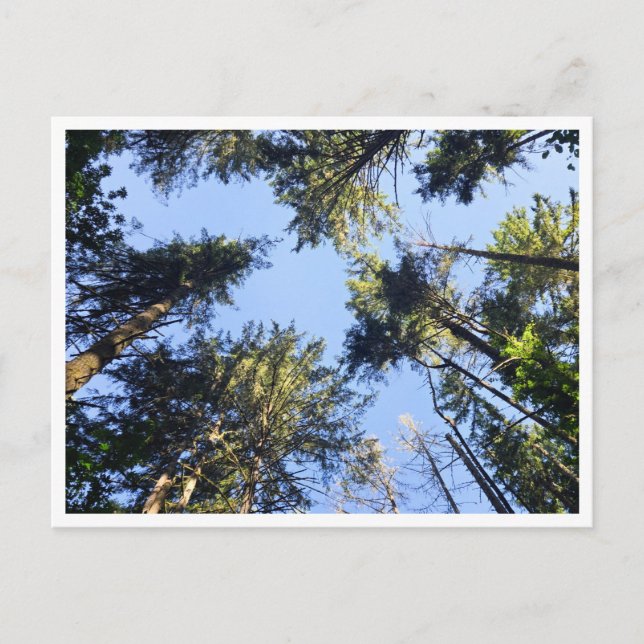 Look up  postcard (Front)