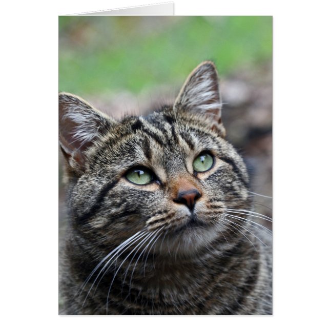 Look up there, Standard white envelopes included (Front)