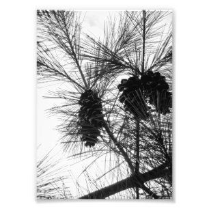 Lookin' Up Photo Print