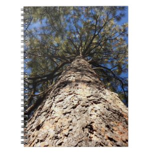 Looking at Sky through Pine Boughs Notebook