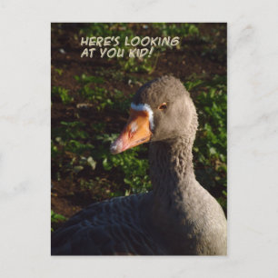 Looking at You Postcard