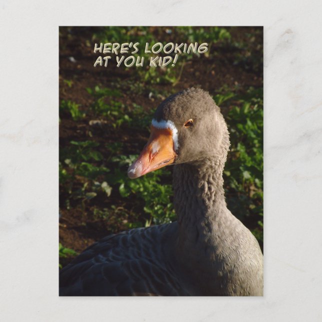 Looking at You | Postcard (Front)