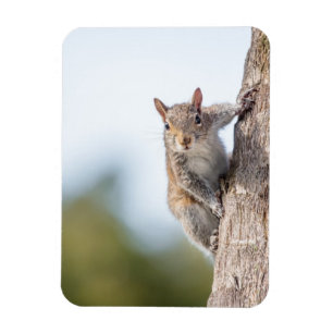 Looking at You! Squirrel Magnet