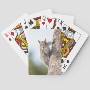 Looking at You! Squirrel Playing Cards
