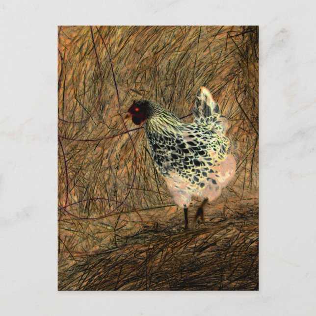 "Looking" - Digitally Transformed Chicken on Hay   Postcard (Front)