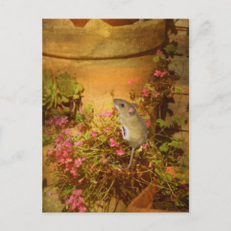 Looking for a Home. Postcard