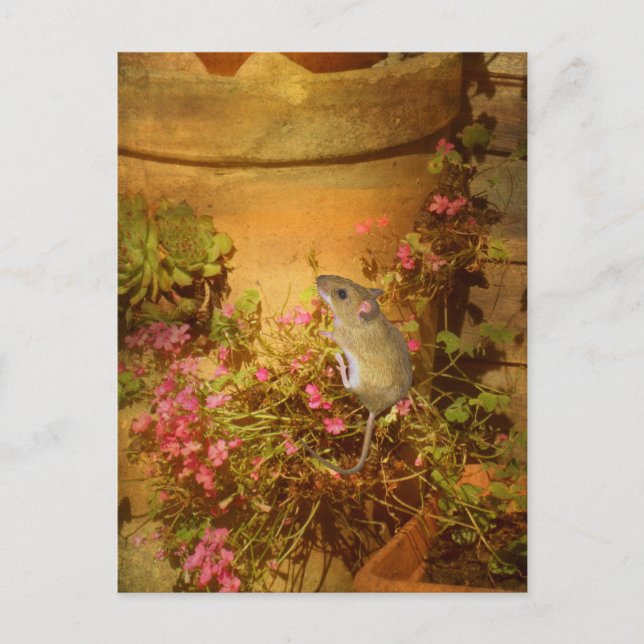 Looking for a Home. Postcard (Front)