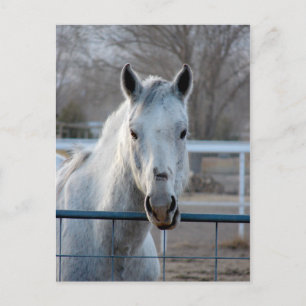 Looking for an Apple Postcard