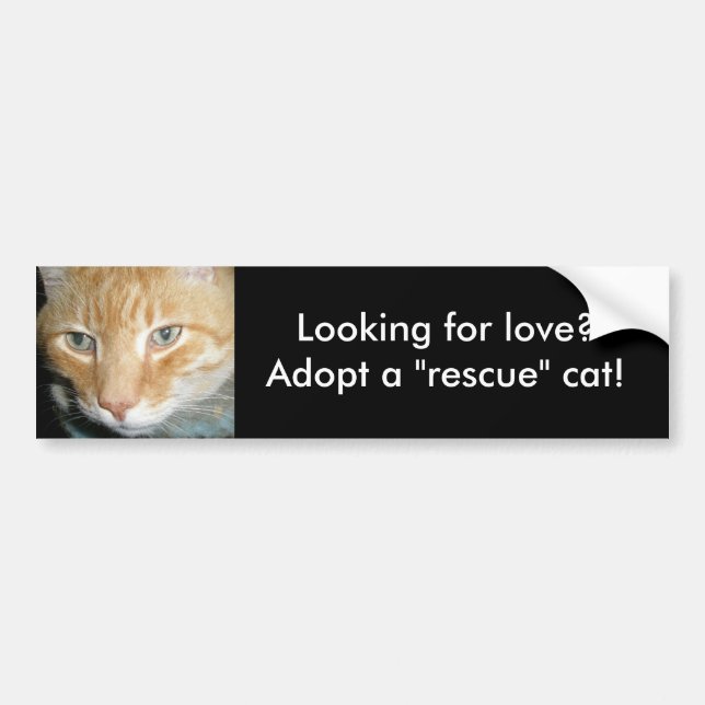 Looking for love?Adopt a Rescue Cat Bumper Sticker (Front)