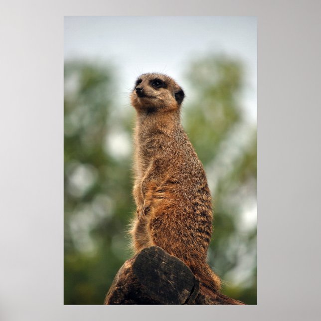 Looking for Love Poster (Front)