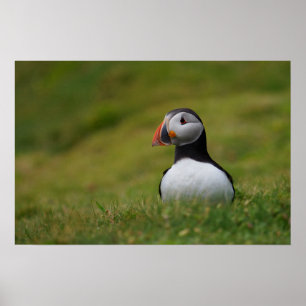 Looking for the Burrow Puffin Poster