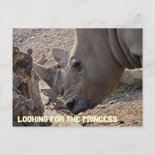 Looking for the Princess Postcard