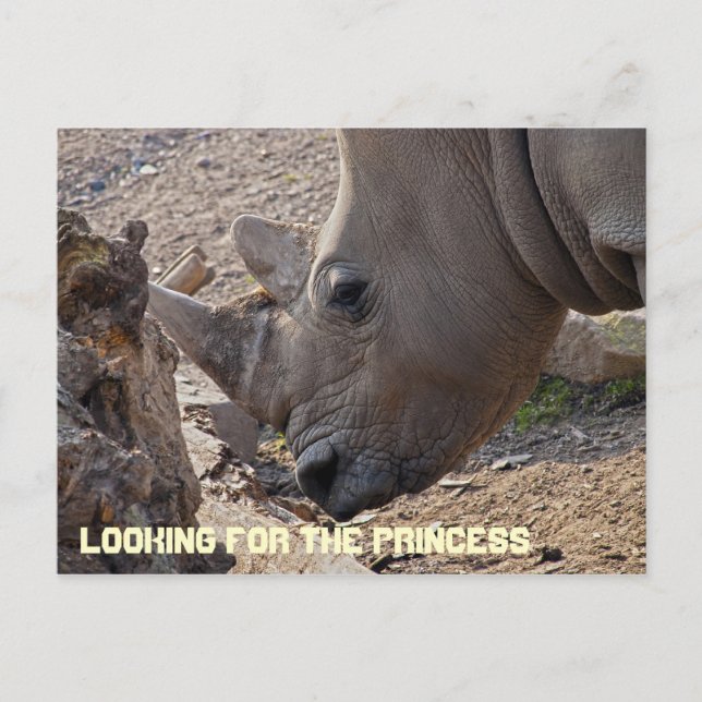 Looking for the Princess Postcard (Front)