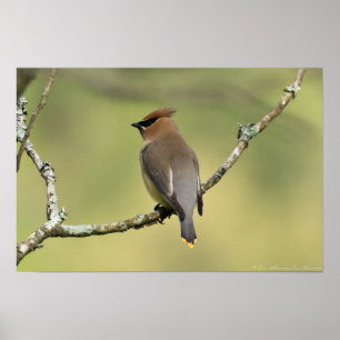 "Looking South" Cedar Waxwing Poster