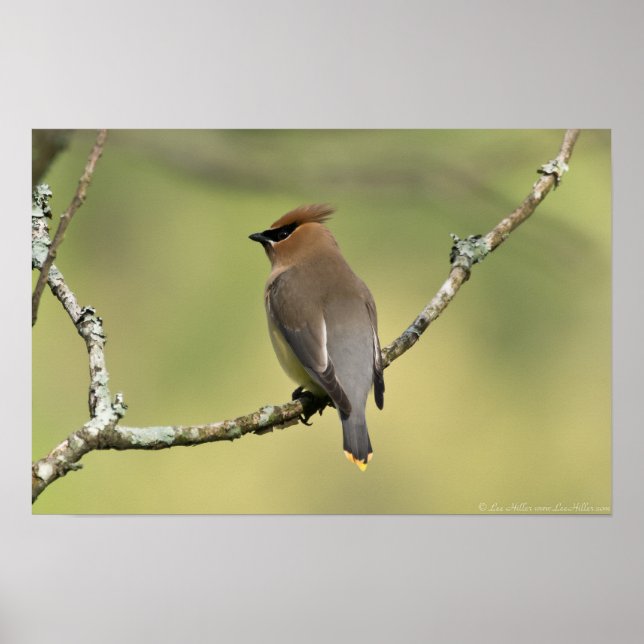 "Looking South" Cedar Waxwing Poster (Front)