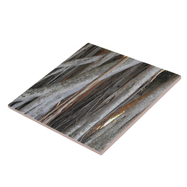 Looking through the Banyan Tree Tile (Side)