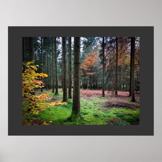 "Looking through trees in the Belgian Ardennes" Poster (Front)