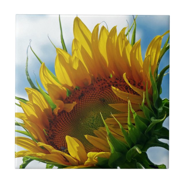 Looking Towards the Sun Tile (Front)