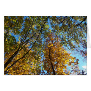 Looking Up