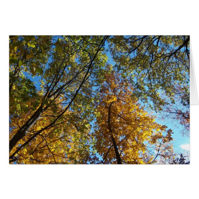 Looking Up (Front Horizontal)