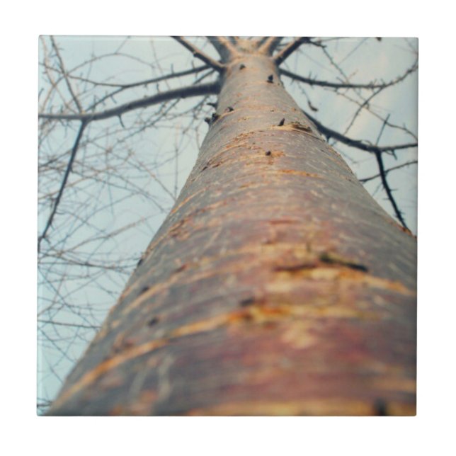 Looking up a tree tile (Front)